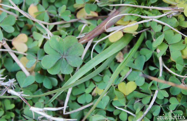 A closeup shoot of a bunch of leafs in the shape of heart.