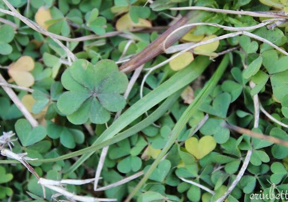 A closeup shoot of a bunch of leafs in the shape of heart.